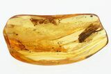 Detailed Fossil Caddisfly (Trichoptera) In Baltic Amber #307735-1